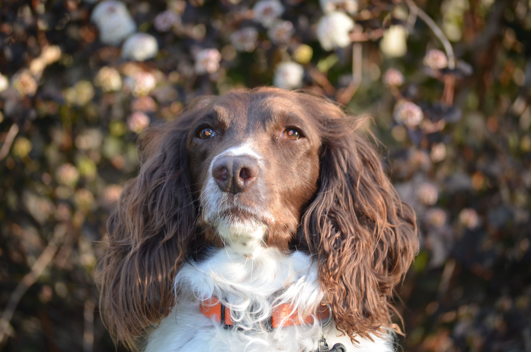 Hank, Office Dog at Tributary Solutions